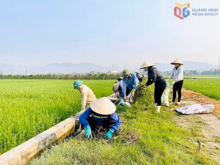 Hội Nông dân phường Yên Tử dọn dẹo vệ sinh đồng ruộng trên địa bàn.