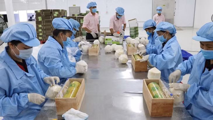 Chế biến, đóng gói dừa xuất khẩu. (Ảnh minh họa: TTXVN)