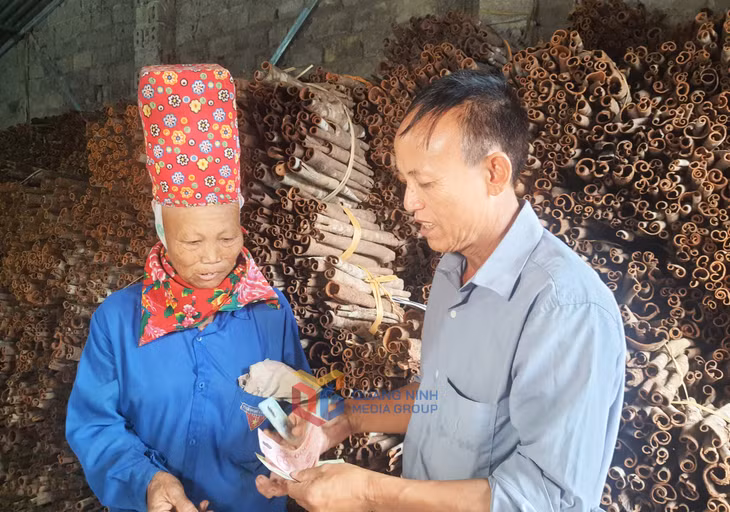 Anh Lộc Tiến Vùi, xã Quảng Tân là đầu mối thu mua sản phẩm quế hữu cơ cho bà con.