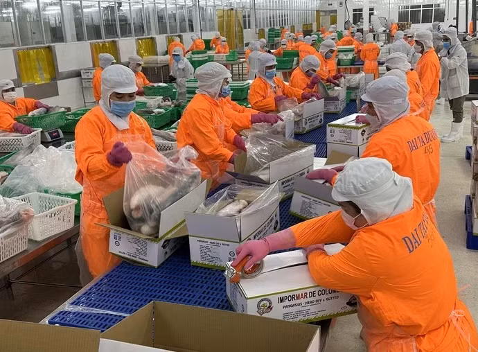 Cá tra Việt Nam xuất khẩu là điểm sáng của thủy sản Việt Nam xuất khẩu, nhất là sang thị trường Mỹ - Ảnh: THẢO THƯƠNG