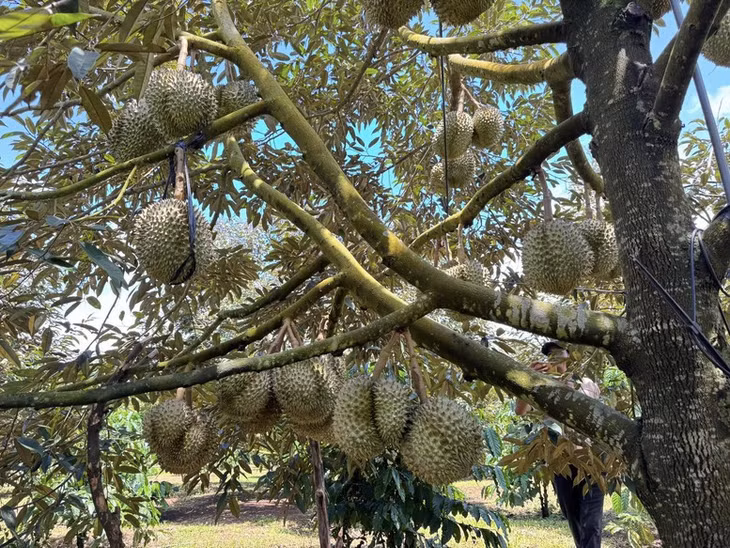 Kiểm soát được lượng Cadimi là điều kiện tiên quyết để sầu riêng Việt Nam không chỉ trụ vững tại Trung Quốc mà còn chinh phục các thị trường cao cấp như Hoa Kỳ, EU, Nhật Bản, Hàn Quốc - Ảnh: VGP/Đỗ Hương