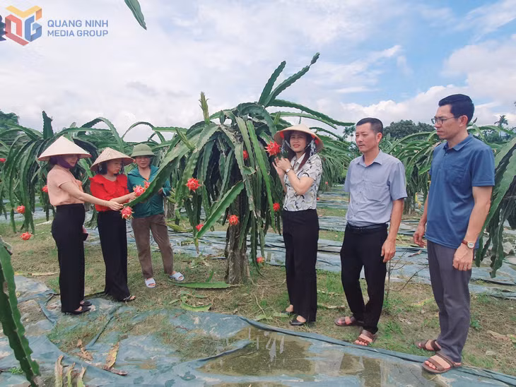 Mô hình trồng thanh long 