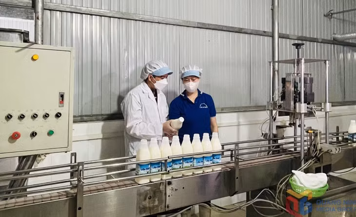 Sản xuất, chế biến sữa tại Công ty CP Sữa An Sinh.