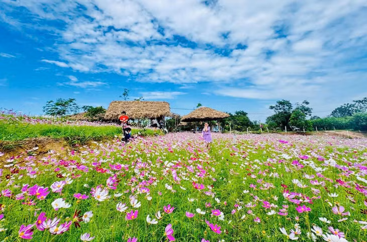 Một số hộ dân trong xã trồng vườn hoa, tạo cảnh quan đẹp nhằm thu hút khách du lịch.