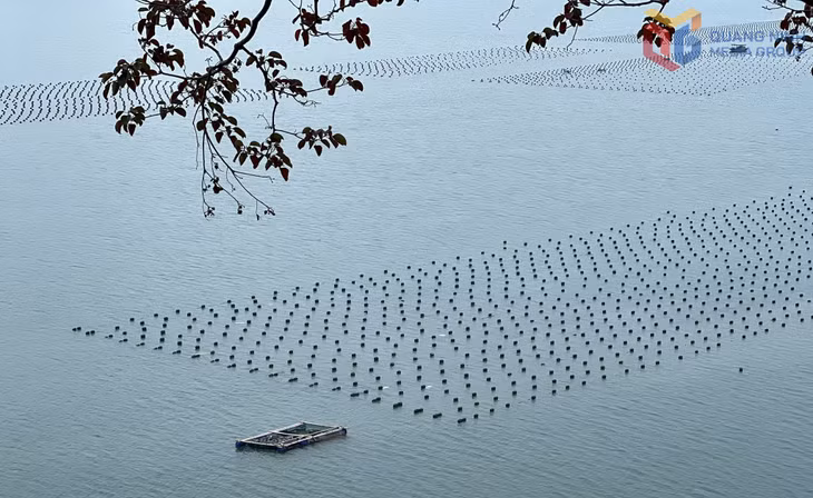 Thống kê đến hết tháng 6/2025, tỷ lệ chuyển đổi phao xốp toàn tỉnh đạt trên 99,5%.