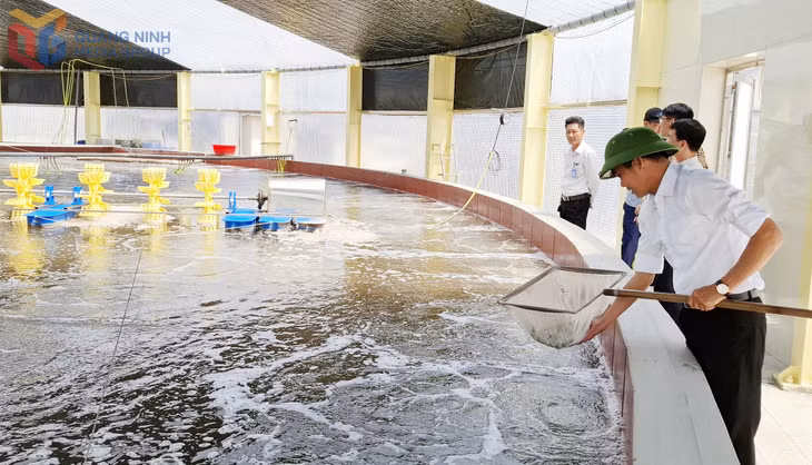 HTX Nuôi tôm công nghệ cao Cẩm Phả hoạt động từ năm 2024, nhờ ứng dụng khoa học kỹ thuật hiện đại nên đạt năng suất và hiệu quả kinh tế cao.