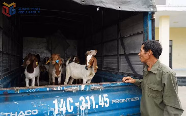 Trung tâm Khuyến nông tỉnh tổ chức giao nhận con giống cho các hộ dân tham gia mô hình chăn nuôi dê lai sinh sản gắn với phát triển sản xuất hàng hóa tại phường Uông Bí và phường Yên Tử.