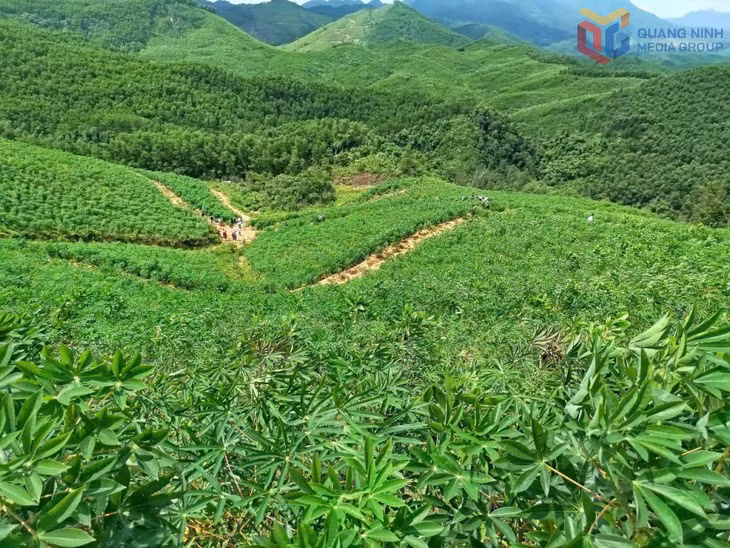 Phát triển lâm nghiệp xen lâm sản dưới tán rừng đang mang lại thu nhập khá cao cho một số hộ dân xã Hải Sơn