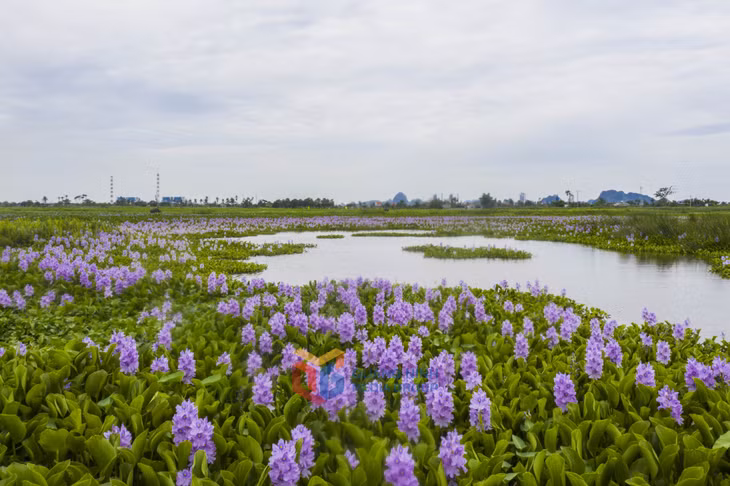 Mùa này, hoa bèo trên đảo Hà Nam bung nở rực rỡ, điểm tô sắc tím mộng mơ giữa làn nước xanh êm đềm. 