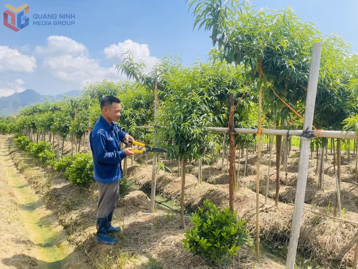 Nông dân Bình Khê chăm sóc cây cảnh.