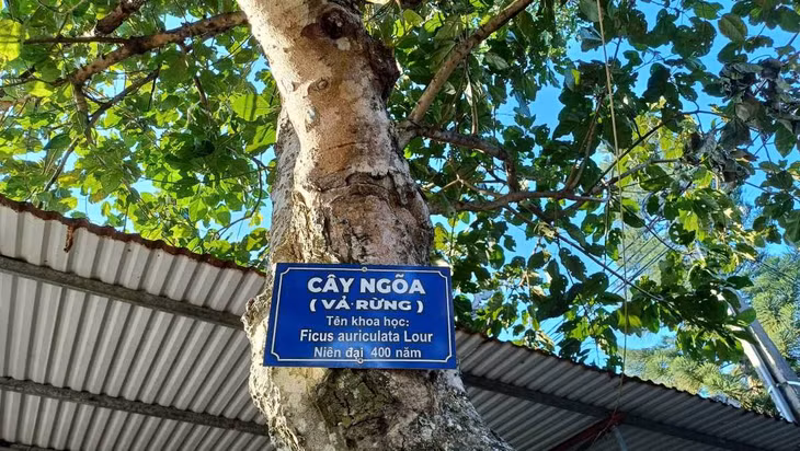 Trong khuôn viên chùa còn có cây ngõa niên đại 400 năm.