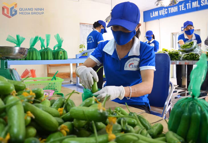 Nông sản Quảng Ninh sản xuất theo quy trình hiện đại, xanh, sạch, được phân phối và bán tại hệ thống siêu thị Winmart.