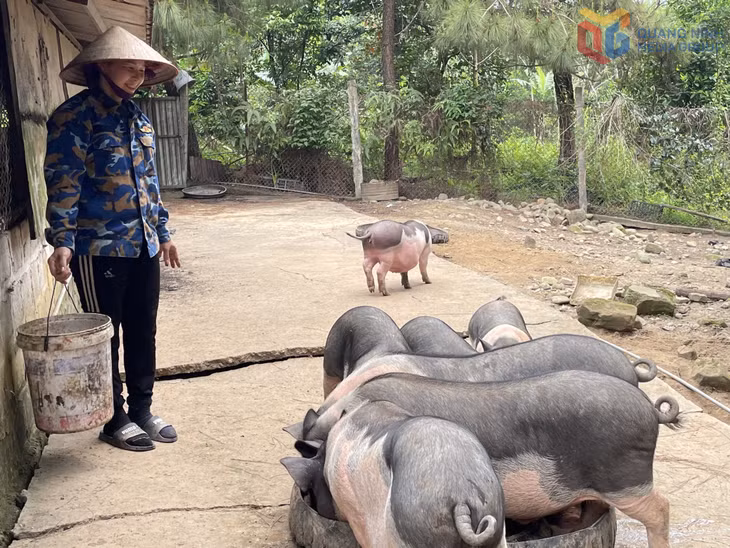 Bà Nguyễn Thị Loan, Giám đốc HTX Nông nghiệp hữu cơ An Lộc (xã Hải Ninh) chăn nuôi lợn Móng Cái theo hướng an toàn sinh học.