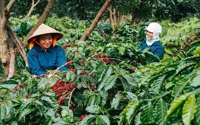 Lũy kế 10 tháng đầu năm 2025, xuất khẩu cà phê của Việt Nam đạt 1,31 triệu tấn, trị giá 7,42 tỉ USD. Ảnh: Đình Viên.