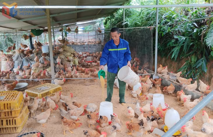 Mô hình nuôi gà kết hợp trồng cây ăn quả có múi cho thu nhập kinh kế cao của anh Trần Văn Thoòng, xã Bình Liêu.