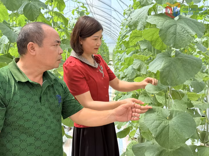 Lãnh đạo HND xã Đầm Hà (bên phải) tham quan mô hình trồng dưa lưới trong nhà màng của hội viên.