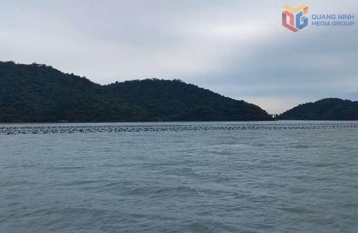 Nuôi trồng thuỷ sản tại khu vực Cửa Tiểu, xã Cái Chiên