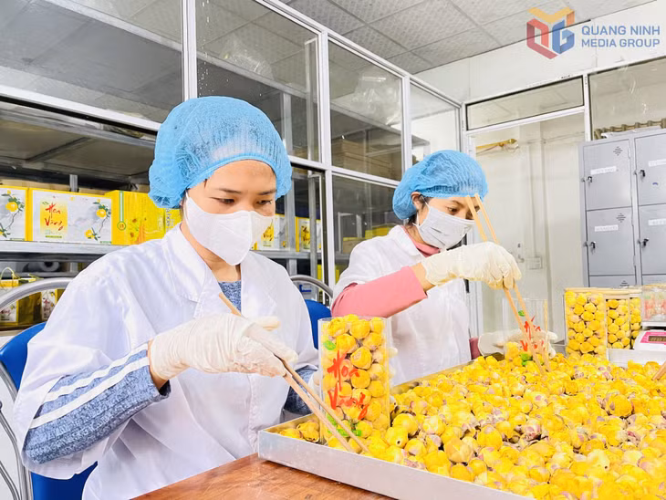 Chế biến, hoàn thiện sản phẩm trà hoa vàng OCOP 5 sao quốc gia tại Công ty CP Kinh doanh lâm sản Đạp Thanh.