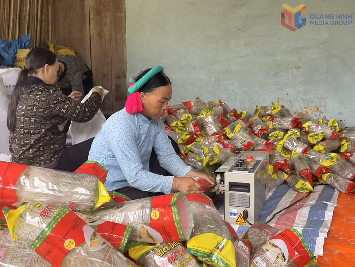 Đóng gói miến dong tại Cơ sở sản xuất miến dong Trần Đức Nghiệp (thôn Nà Ếch, xã Húc Động).