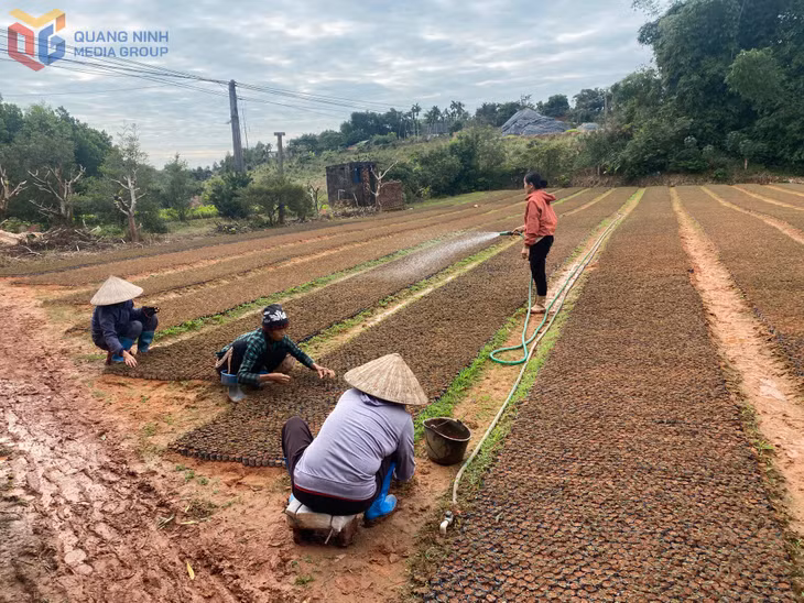 Vườn ươm keo giống của chị Sâm đã tạo thêm nhiều việc làm cho phụ nữ khó khăn.