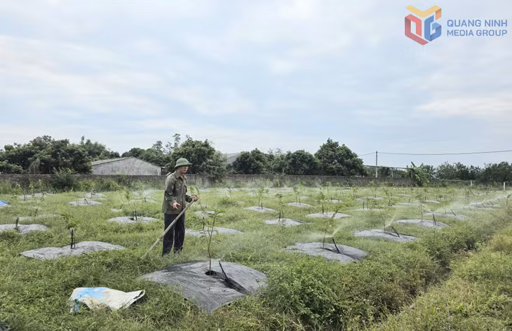 Ông Nịnh Văn Toàn (thôn Tân Tiến, xã Đầm Hà) chăm sóc diện tích na mới trồng của gia đình.