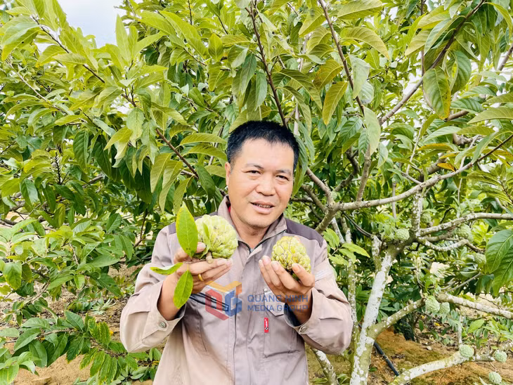 Trồng na trái vụ đã giúp cho anh Trần Văn Cơ (thôn Xích Thổ) doanh thu khoảng 500 triệu đồng/năm.