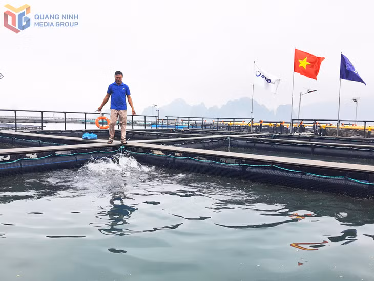 Hệ thống lồng, bè NTTS của HTX NTTS Phất Cờ.