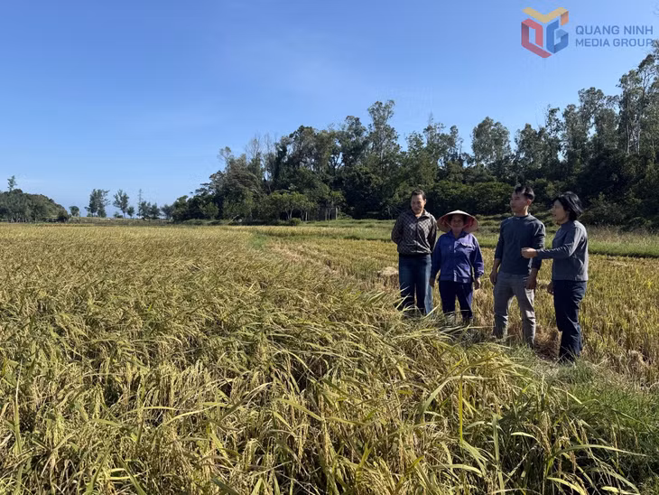 Lãnh đạo HND đặc khu Cô Tô trao đổi với các nông dân Tổ hợp tác trồng lúa hữu cơ khu 4 (đặc khu Cô Tô).