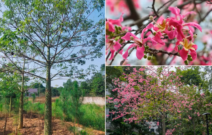 Cùng Cây Ba Miền điểm danh những dòng cây hoa công trình đẹp đang "gây sốt" giới đầu tư ảnh 4 Cùng Cây Ba Miền điểm danh những dòng cây hoa công trình đẹp đang "gây sốt" giới đầu tư ảnh 4