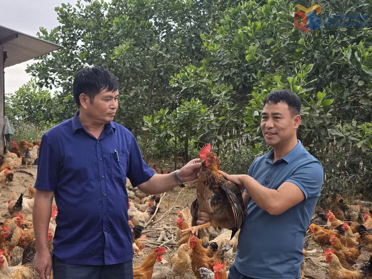 Anh Nguyễn Văn Tuyền (thôn Tân Hòa, xã Quảng Tân) thường xuyên tự nghiên cứu, tìm tòi nâng cao chất lượng nguồn gen gà bản Đầm Hà.