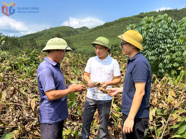 Đại diện Công ty CP Thương mại và Dịch vụ Bình Liêu trao đổi với các hộ dân trồng dong riềng về chất lượng sản phẩm đầu vào.