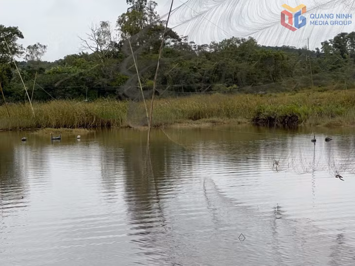 Lưới săn bắt chim hoang dã được giăng trái phép 