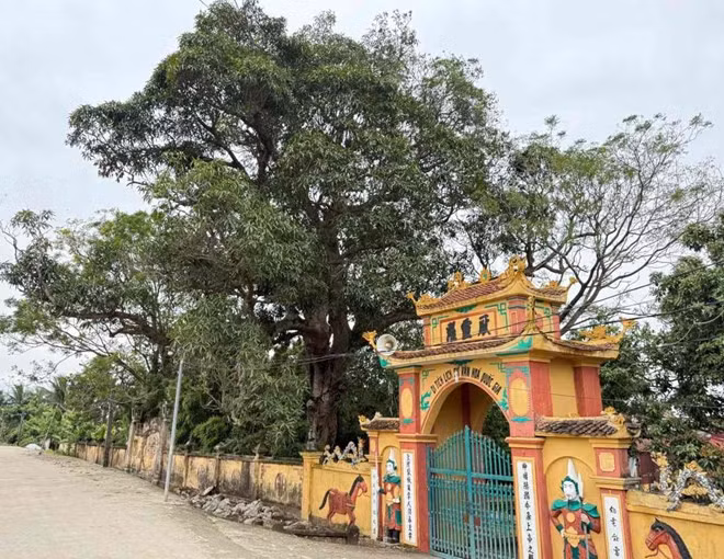 Cây muỗm trong khuôn viên di tích quốc gia miếu Lác (Hải Phòng) đã tồn tại gần 7 thế kỉ. Ảnh: Việt Cường