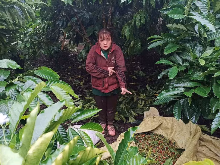 Phạm Thị Thanh Lương bị bắt quả tang khi đang hái trộm cà phê của người dân. Ảnh: Công an cung cấp