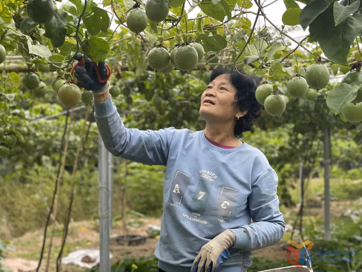 Nông dân thôn Tân Hà (xã Đầm Hà) chăm sóc vườn chanh leo hữu cơ của gia đình.
