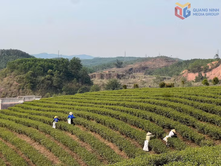 Vùng trồng chè hữu cơ Việt Tú tại xã Đường Hoa.