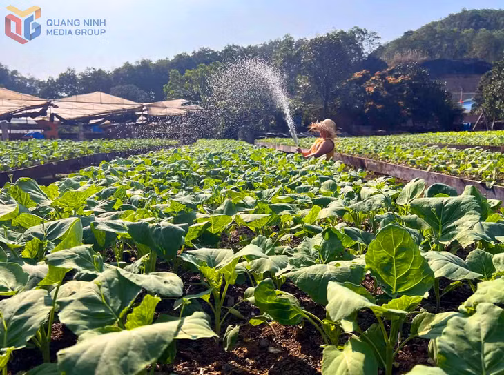 Trang trại rau hữu cơ xanh mướt do anh Bùi Sỹ Tuyến tạo dựng từ tận dụng các nguồn phân hữu cơ và hiệu quả làm giàu dinh dưỡng đất của giun quế.
