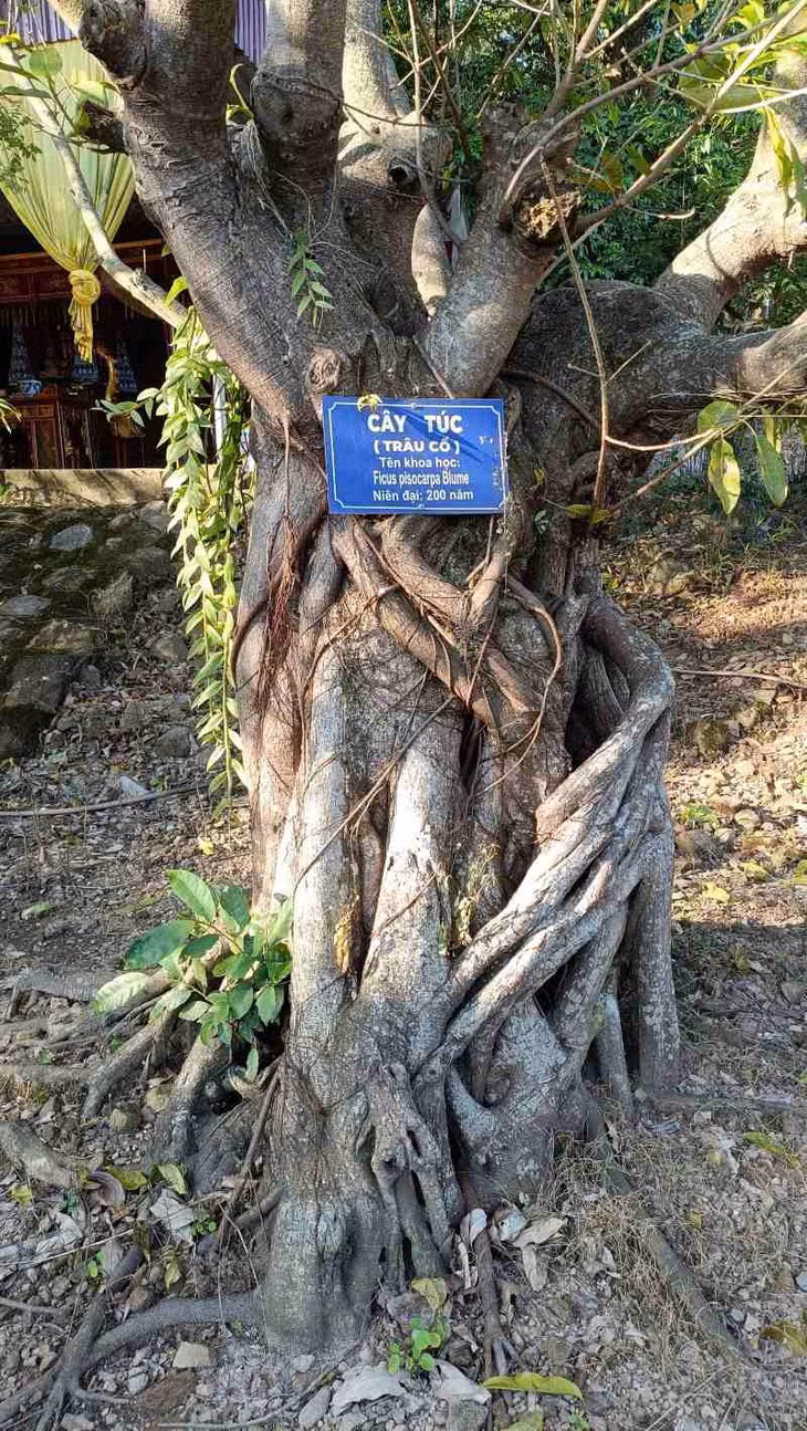 Hệ thống cây xanh ở chùa Thanh Mai vô cùng đa dạng với hàng chục cây cổ thụ tuổi đời hàng trăm năm, tôn lên vẻ đẹp cổ kính, thanh tịnh của ngôi chùa trên núi Tam Ban. Vào các dịp lễ, Tết chùa Thanh Mai là điểm đến hấp dẫn nhân dân, phật tử trong hành trình về thánh địa Phật giáo Yên Tử.
