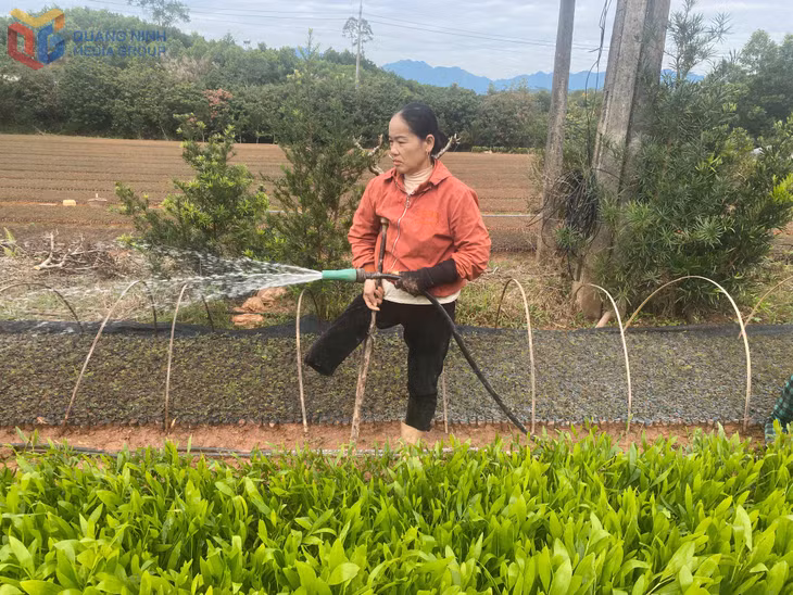 Chị Nguyễn Thị Sâm đang chăm sóc vườn ươm keo giống của gia đình.