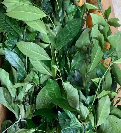 Trà xanh, tốt nhưng không nên lạm dụng. Ảnh: Quang Minh