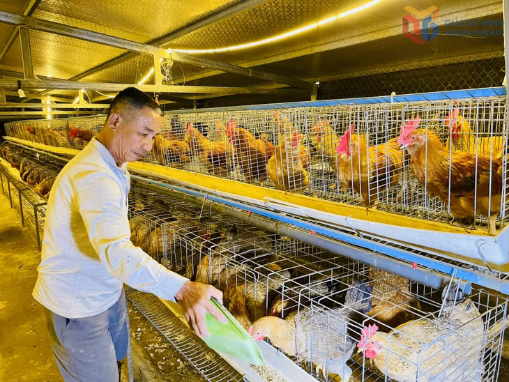 HTX Tuyên Huyền (xã Quảng Tân) mỗi năm cung cấp cho thị trường khoảng 150.000 con gà giống và 30.000 con gà thương phẩm.