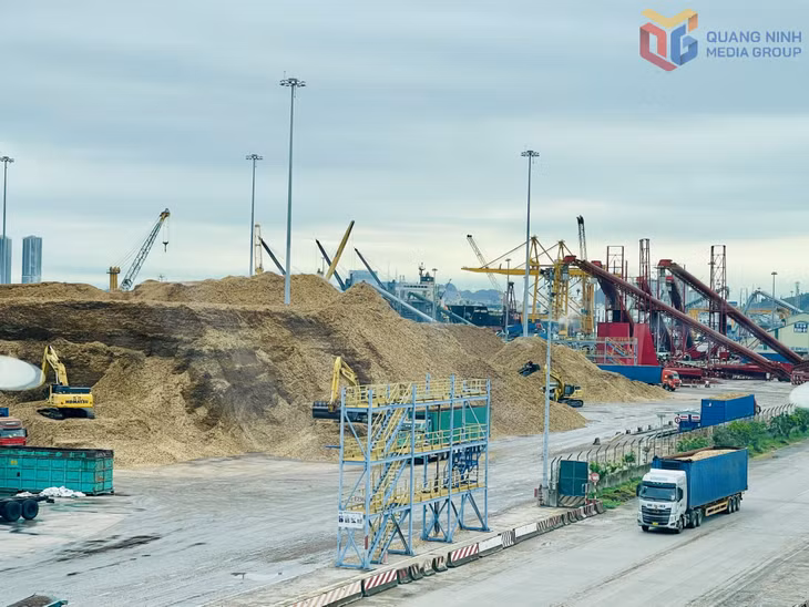 Tàu cập cầu bến cảng Cái Lân chủ yếu là tàu dăm gỗ và tàu nông sản với trọng tải lớn (trung bình từ 50.000DWT trở lên).