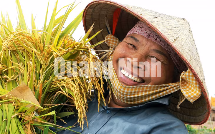 Niềm vui được mùa (phường Yên Giang, TX Quảng Yên). Ảnh: Nguyễn Long Giang (CTV)
