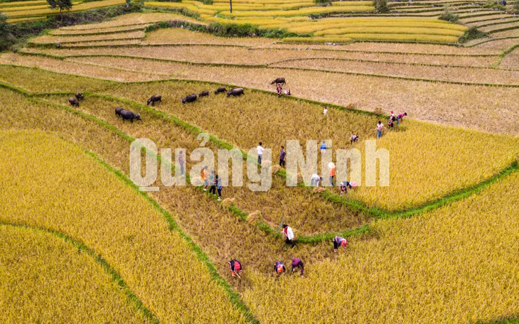 Dân cư địa phương bắt đầu mùa thu hoạch “vàng” (8-2019). Ảnh: Nguyễn Thành Chung