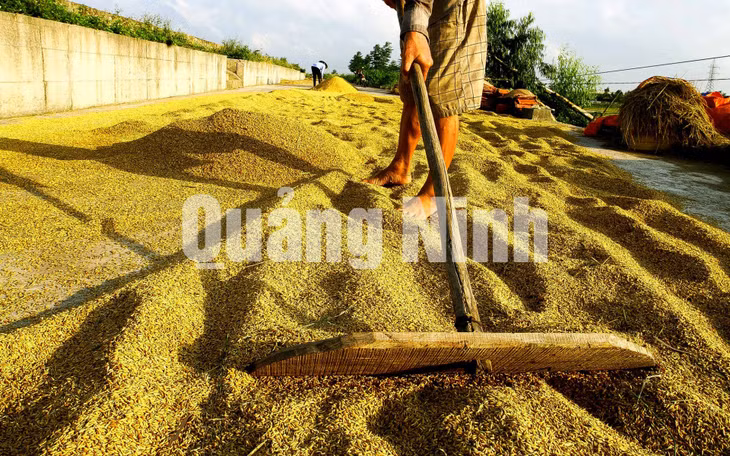 Thóc được phơi ngay trên triền đê xã Liên Vị. Ảnh: Dương Phượng Đại