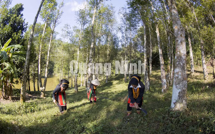Dân tộc Dao Thanh Phán (xã Tân Dân, TP Hạ Long) trồng cây quế làm kinh tế (5-2019). Ảnh: Khánh Giang