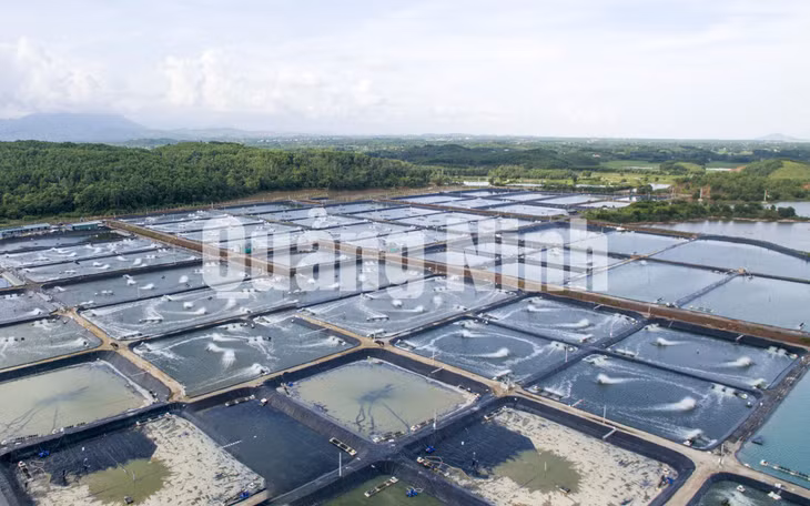 Trung tâm Sản xuất giống công nghệ cao và Nuôi trồng thực nghiệm giống hải sản Quảng Ninh tại xã Đại Bình. Ảnh: Đỗ Giang (8-2018)