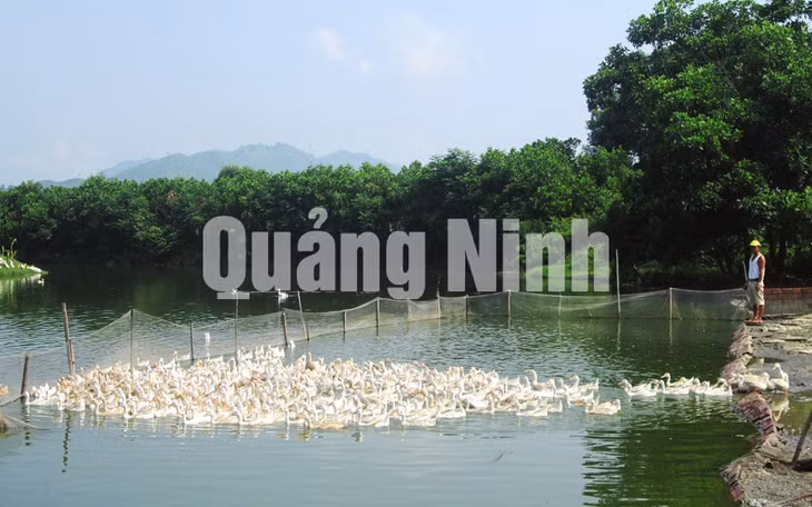 Vịt biển Đồng Rui chăn thả tự nhiên.