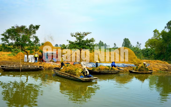 Ngày mùa ở Hà Nam (10-2016). Ảnh: Nguyễn Khắc Đạm