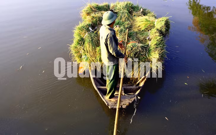Trên dòng kênh thấp thoáng những con thuyền chở đầy lúa. Ảnh: Dương Phượng Đại